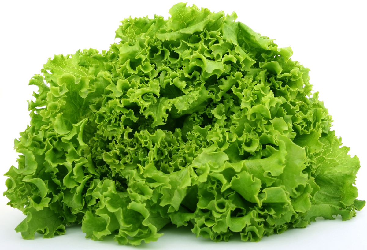 Leaf Lettuce